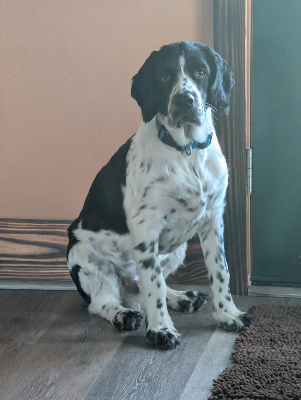 English Springer Spaniel resting outdoors
